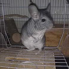 Chinchilla Viggi *aflivet d. 04-06-2012*