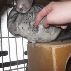 Chinchilla Viggi *aflivet d. 04-06-2012*