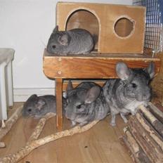 Chinchilla Viggi *aflivet d. 04-06-2012*