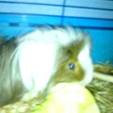 Marsvin Thomas Von Nitouche 