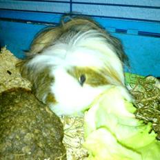 Marsvin Thomas Von Nitouche 