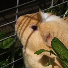 Marsvin Lysels Mini Nemo