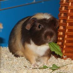 Marsvin Lysels Edgar