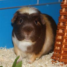 Marsvin Lysels Edgar