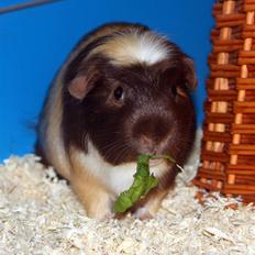 Marsvin Lysels Edgar