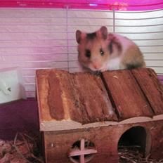 Hamster no name