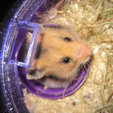 Hamster no name