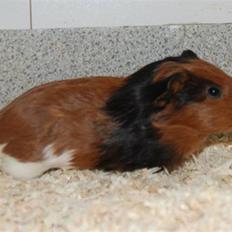 Marsvin † Melvin †