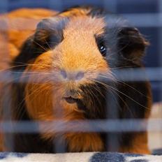 Marsvin † Melvin †