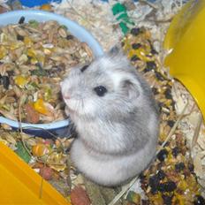 Dværghamster Hamster :)