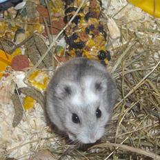 Dværghamster Hamster :)