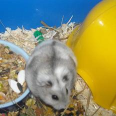 Dværghamster Hamster :)