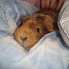 Marsvin Pjuske (tykke)