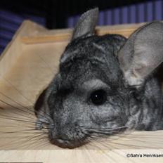 Chinchilla Bubbi