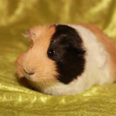 Marsvin Skovlundegaards Valentina