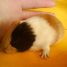 Marsvin Skovlundegaards Valentina