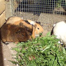 Marsvin Skovlundegaards Valentina