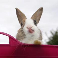 Kanin Beder's Magic Dandelion