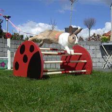 Kanin Beder's Magic Dandelion