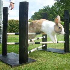 Kanin Beder's Magic Dandelion