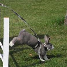 Kanin Strandvejs Mr. Soft Ice