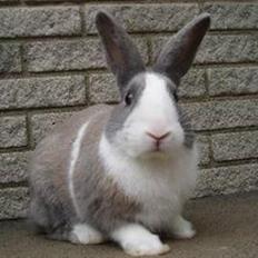 Kanin Strandvejs Mr. Soft Ice