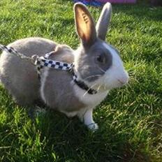 Kanin Strandvejs Mr. Soft Ice