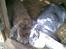 Kanin kasper R.I.P
