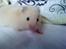 Hamster Malthes Futte - Futte i min seng..