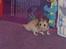Hamster Felix (R.I.P.)