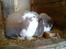 Kanin : Mr. Junior - rip /'; <3 - manne spiser, af sin madskål. :D
