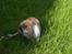 Kanin : Mr. Junior - rip /'; <3 - manne i sele hos far :) ude i vores stoooooore have :D