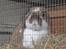 Kanin : Mr. Junior - rip /'; <3 - buttede kinder o´ ´o :D <33