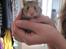 Hamster no name - lige da jeg kom hjem med dig og tog dig ud blev dette billed taget <3 ;)
