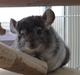 Chinchilla Groggi !
