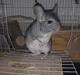 Chinchilla Viggi *aflivet d. 04-06-2012*