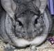 Chinchilla Bubbi