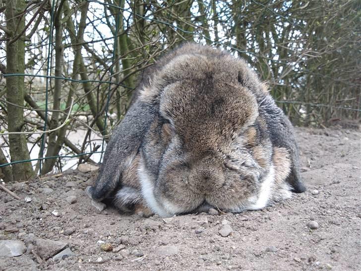 Kanin kasper R.I.P billede 1