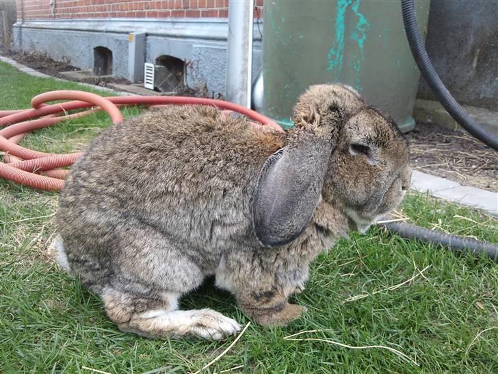 Kanin kasper R.I.P billede 2