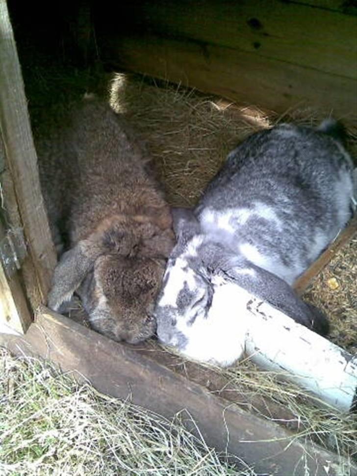 Kanin kasper R.I.P billede 3