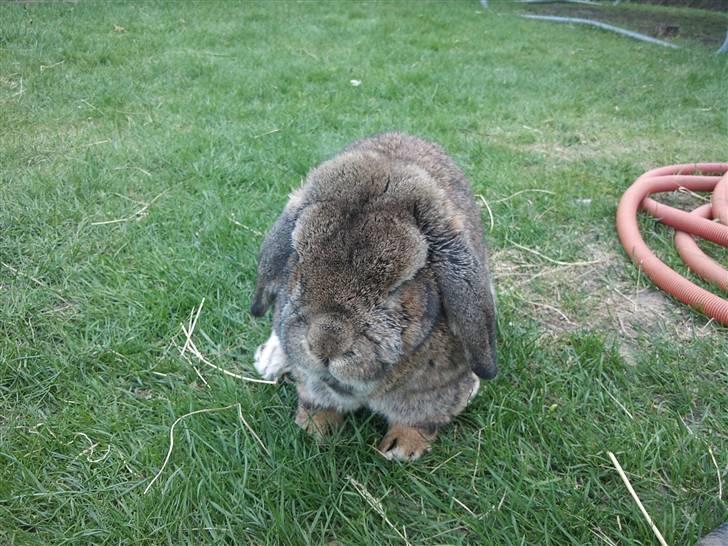 Kanin kasper R.I.P billede 4