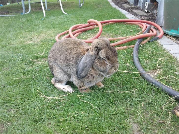 Kanin kasper R.I.P billede 5