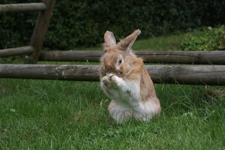 Kanin Lille-Skid R.I.P <3 - R.I.P Lille-Skid 22. oktober 2010 billede 1