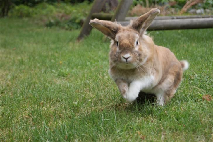 Kanin Lille-Skid R.I.P <3 billede 2