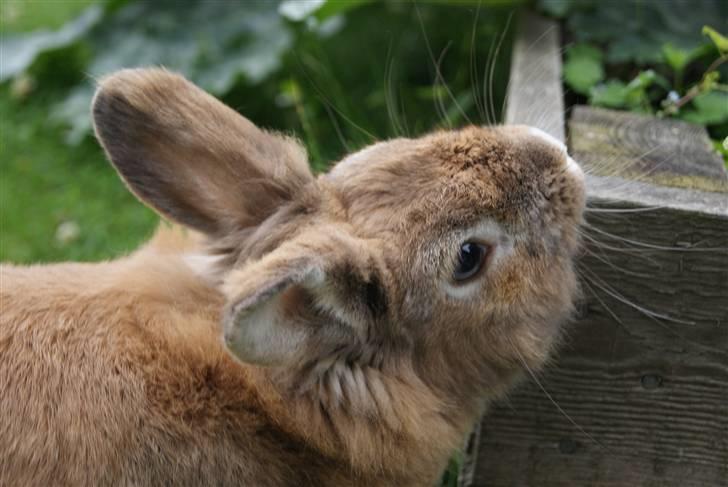 Kanin Lille-Skid R.I.P <3 billede 3