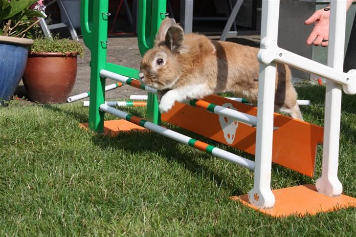 Kanin Lille-Skid R.I.P <3 - Foto: Nanna Petersen (stald Tahara) billede 4