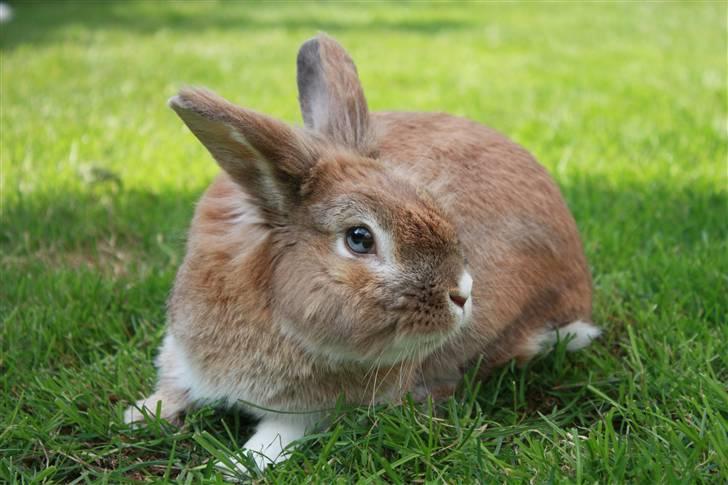 Kanin Lille-Skid R.I.P <3 - Foto: Nanna Petersen (stald Tahara) billede 5