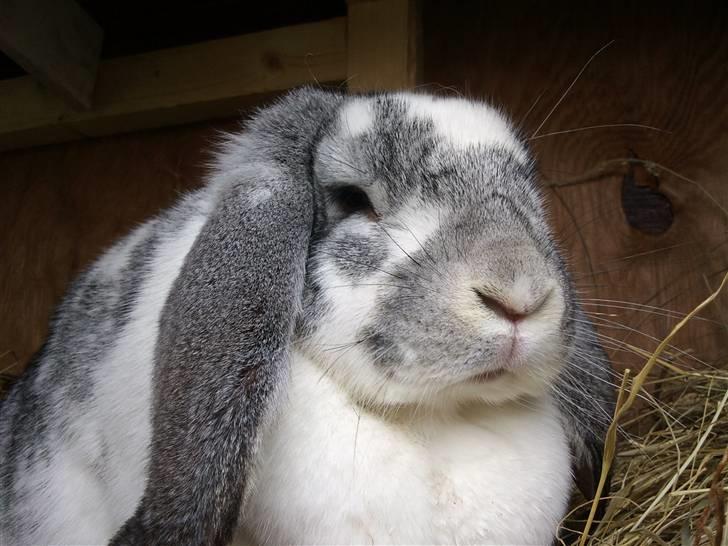 Kanin sofie - fotomodel hehe billede 1