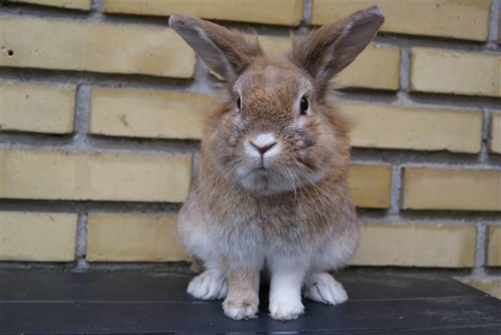 Kanin Lille-Skid R.I.P <3 billede 6