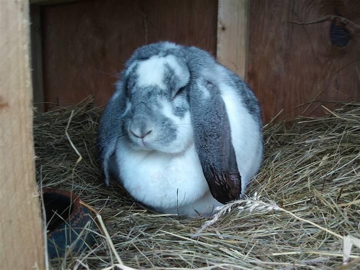 Kanin sofie - dypper helle tiden ørene i vand =) billede 3